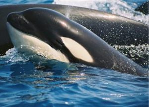 alquiler de casas en tarifa orcas